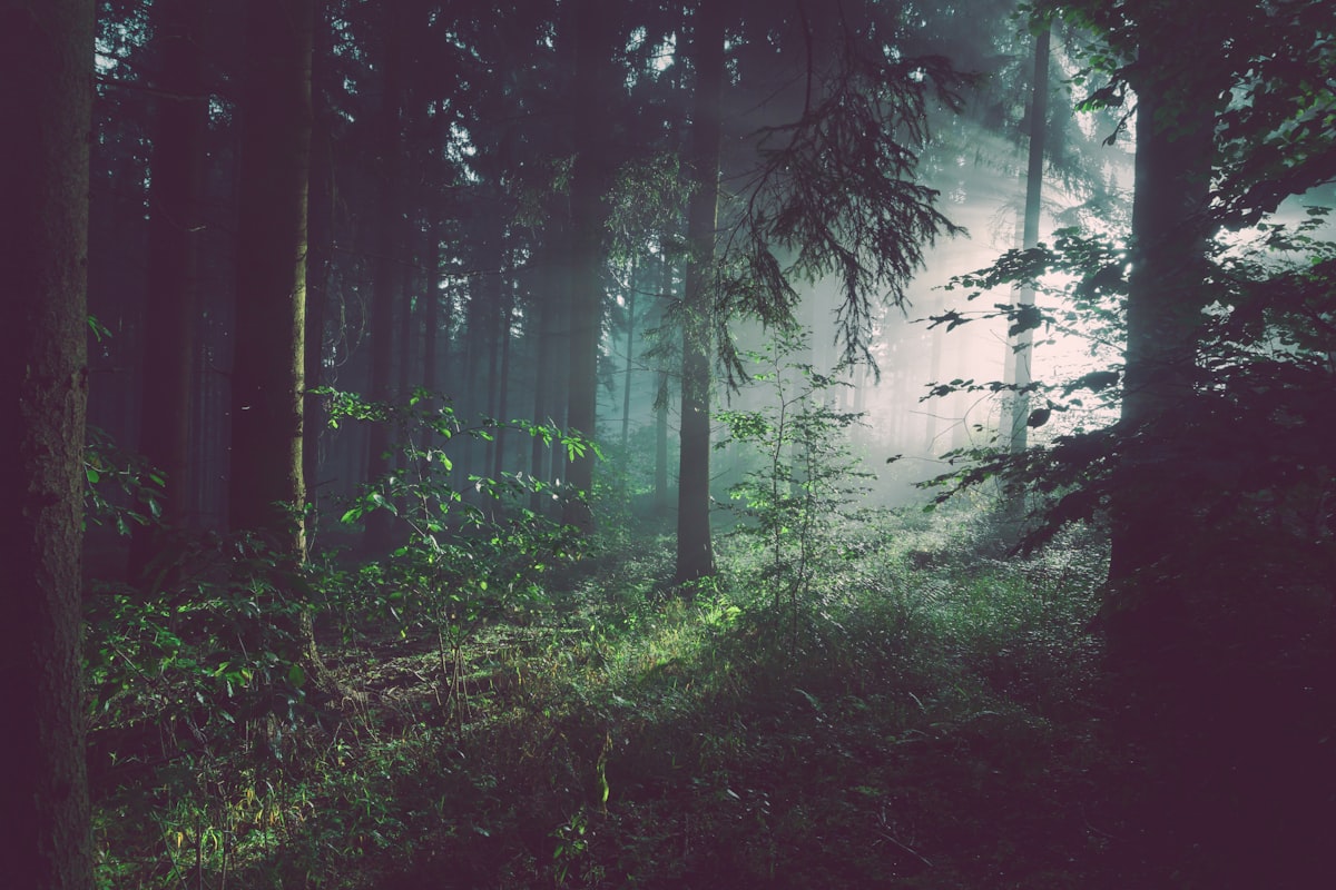 Sunlight filtering through a forest canopy — the silence and substance of the physical world